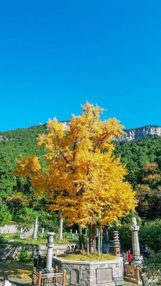 领取限定“杏”运！抓紧来看金色山东