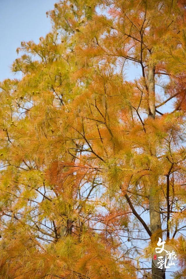 当秋风吻过乳山：一场关于色彩与治愈的漫步指南