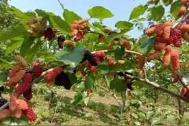 儿时常吃的桑葚果，如今在清明时节很多人采摘来泡酒，有啥价值？图片