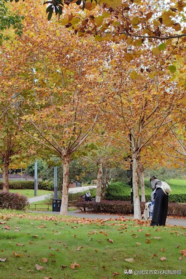 啊“秋”，彩林已上线，快收下这份斑斓！