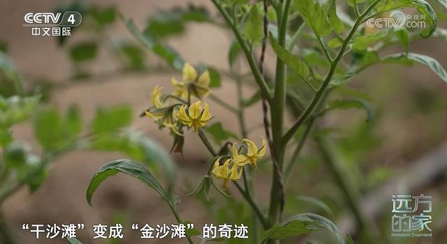 CCTV-4《远方的家》本期坐标：宁夏·银川🪂