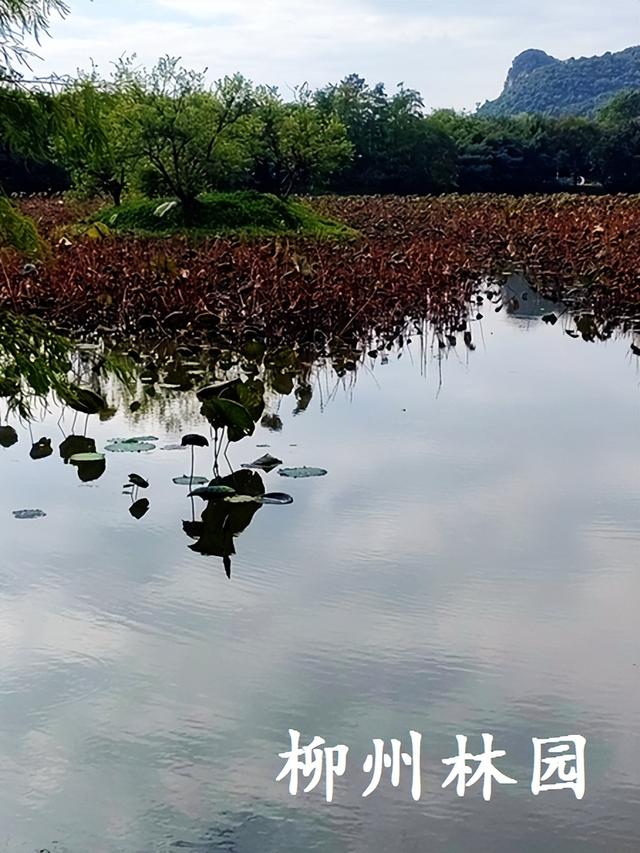 柳州市都乐公园柳湖“残荷听雨”别有韵味