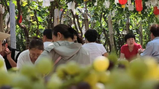 别只知道葡萄甜，平度这个镇还有……