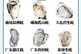 国内生蚝产地分布大盘点图片