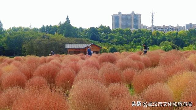 “红色地肤海”进度90%，错过再等1年！