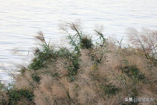 芦苇+落日=超级出片！望城这片景太会了！