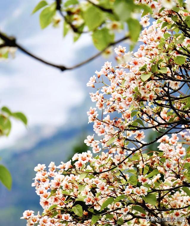 成都最大规模桐子花开了，漫山遍野超级惊艳，太适合现在去旅行！