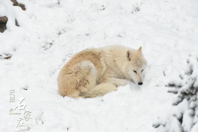 收好这份石家庄“雪景打卡地图”！走起→