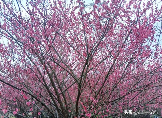成都郫都区最大面积红梅花开了，粉红花海，非常壮观，不要门票！