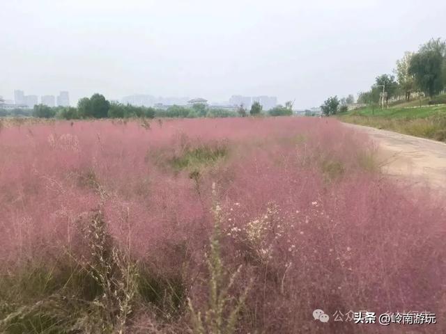 乘上地铁10号线到灞渭桥湿地公园，大片粉黛乱子草等着你打卡！