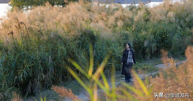 芦苇+落日=超级出片！望城这片景太会了！