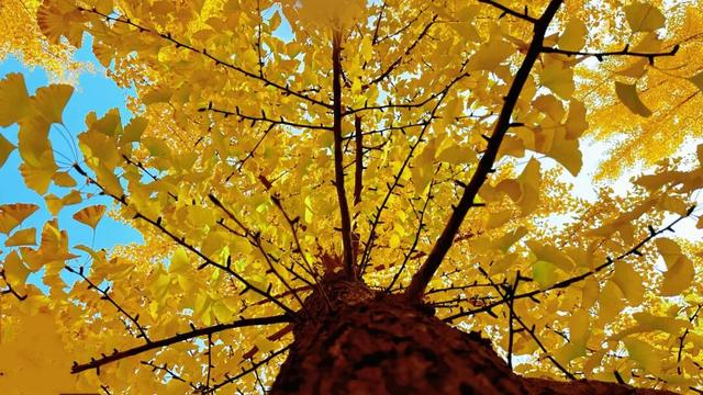 满目金黄，来杨凌赴一场“鎏金之约”！