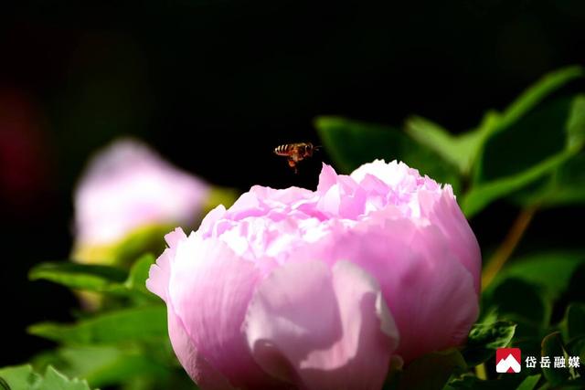 春已至 花正浓 来岱庙 赏牡丹