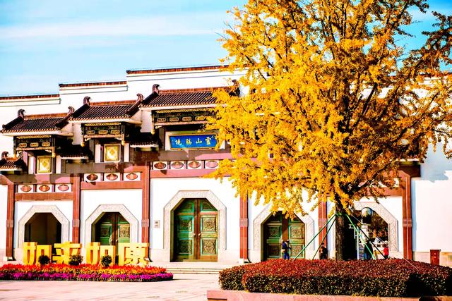 银杏鎏金，灵山胜境的璀璨之约