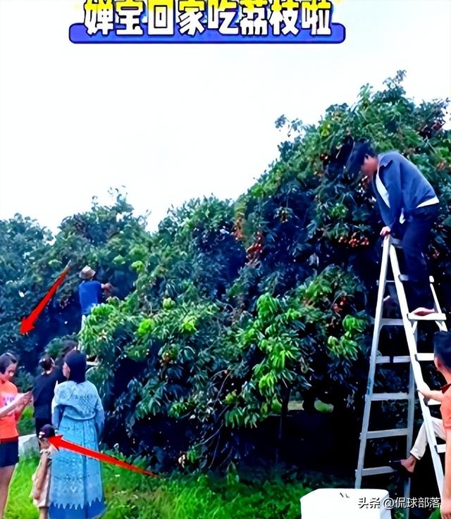 全红婵第二套房设计图曝光	，院子划开大伯家界限，内幕引人猜测