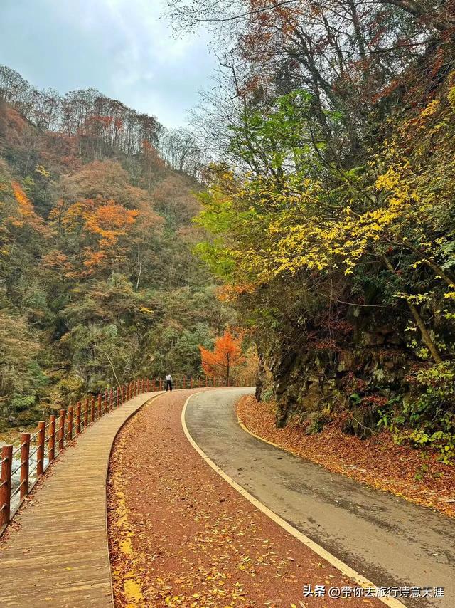 光雾山秋色斑斓,迎来23届光雾山国际红叶节