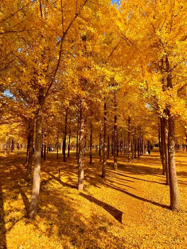 北京深秋“值得”逛得3处公园	，景色一个比一个唯美！