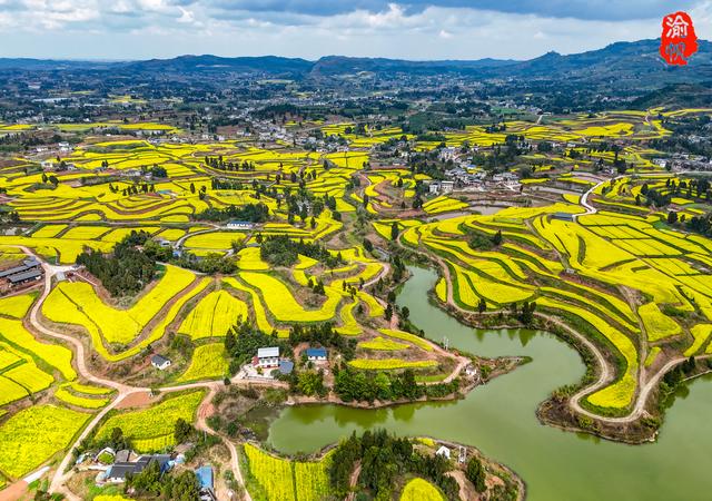 重庆，你糊涂呀！这么美的油菜花海都不宣传，感觉比云南罗平还美