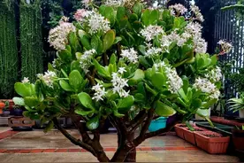 “人养树，树旺人”，这8种树再穷也养一棵，树美人健康！图片