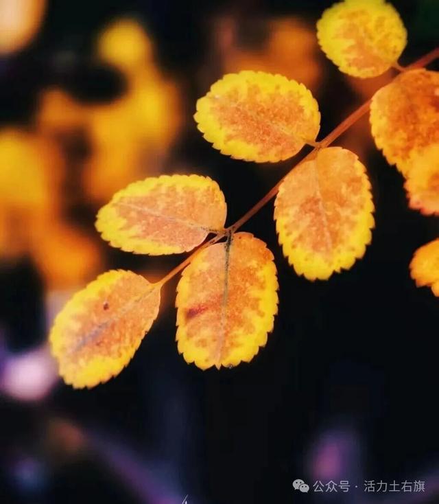 土右旗的秋天不用买，弯腰就能“捡”到治愈！