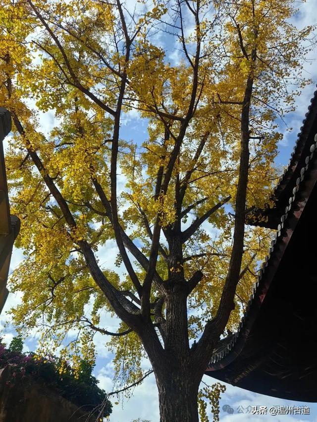一树金黄,满城风雅!温州这棵著名的古寺银杏再不去就要落叶了