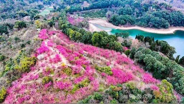 冬游看花，崇州寻梅攻略来啦！