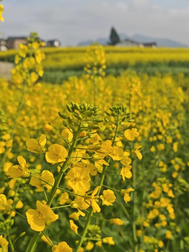 赏花 │ 花开正当时，周六“趣”汇川