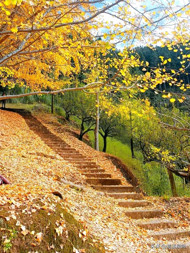 银杏染秋——九峰的金色童话