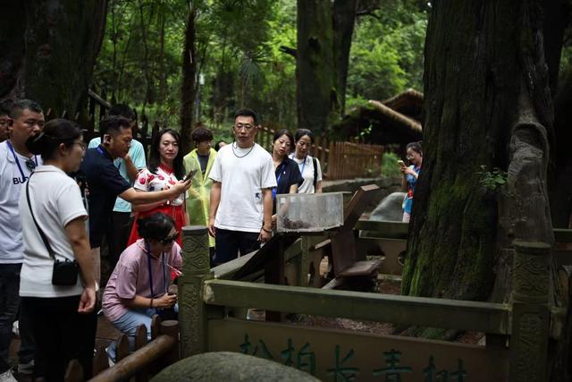 海外华裔杰出青年访广元：游剑门雄关、“打卡”翠云廊、逛昭化古城