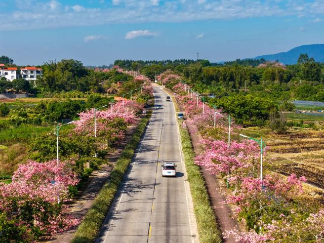 冬日限定浪漫,从化温泉国道丝木棉绽放成粉色长廊