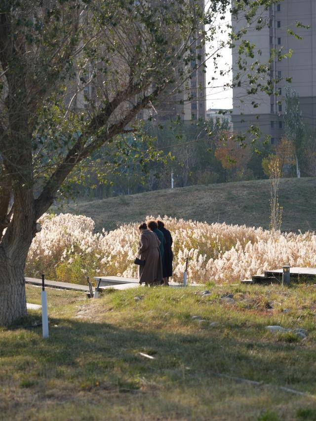 如何不“悲秋”？在乌鲁木齐 3 处湿地，放松一点