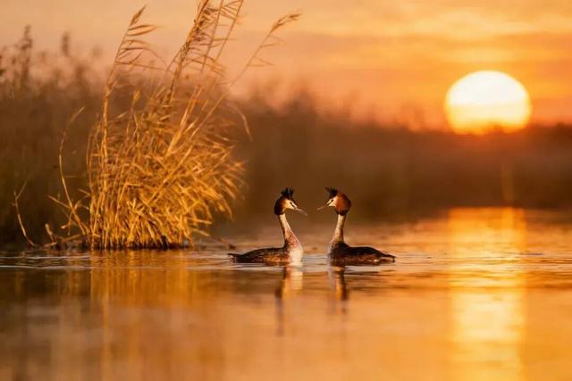 苇梢上的落日，是独属于淄博这里的浪漫！