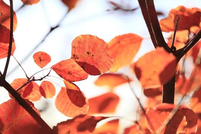 燕谷犹在，秋意正浓：李白诗里的舞彩浅山什么样？