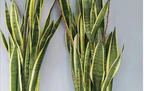 2毛钱的小药片，扔到花盆里，叶片疯长，满枝花苞！