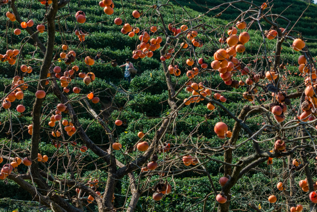 跟着文化游光山丨翁塆茶园：柿熟秋光里的千年雅韵