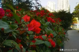 打卡5A景区之福建省厦门园林植物园图片