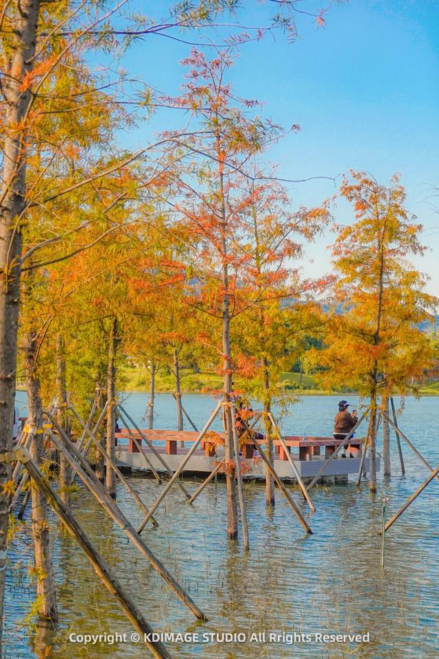 深圳秋日限定：三处落羽杉秘境，邂逅南国绚烂！