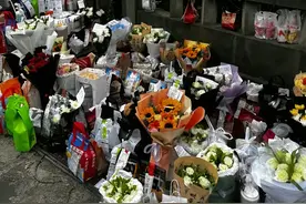 #胖猫谭竹图片