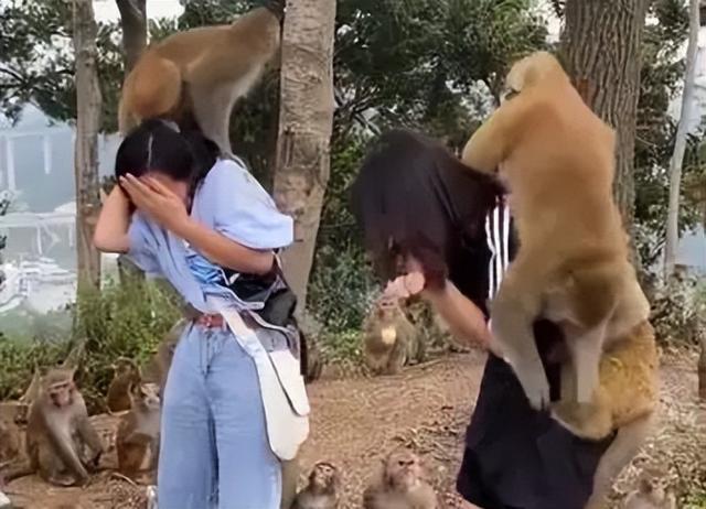 伤害1只也不行！2024年女游客徒步比赛被抓咬，十余只持续3分钟