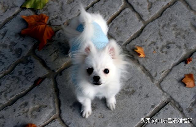 我在昌乐西湖公园拍到的游客