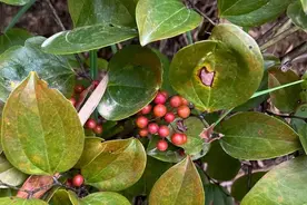 【每天认识几种植物】系列十一：菝葜、风信子图片