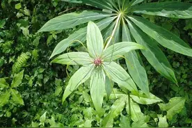 每天一味中草药——七叶一枝花（重楼）图片