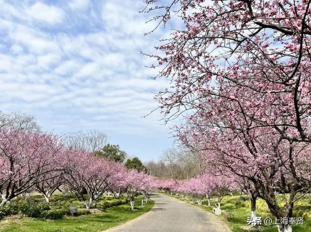 海湾镇“年味制造机”上线！20多天“超长待机”，春节就该这么玩！