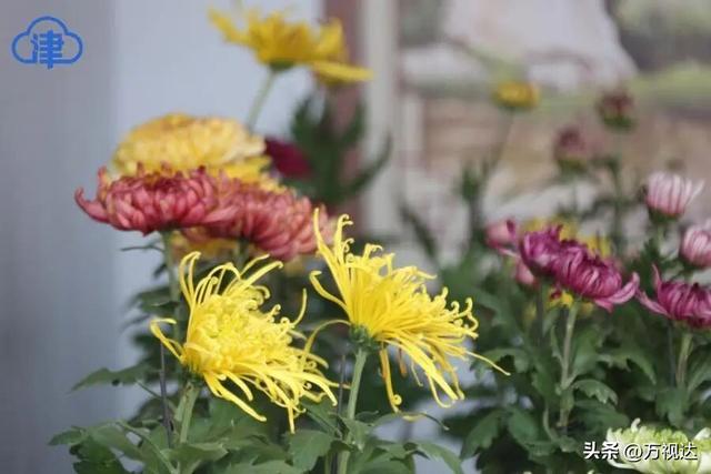 争奇斗艳！天津人别错过这最后一波“顶流花海”