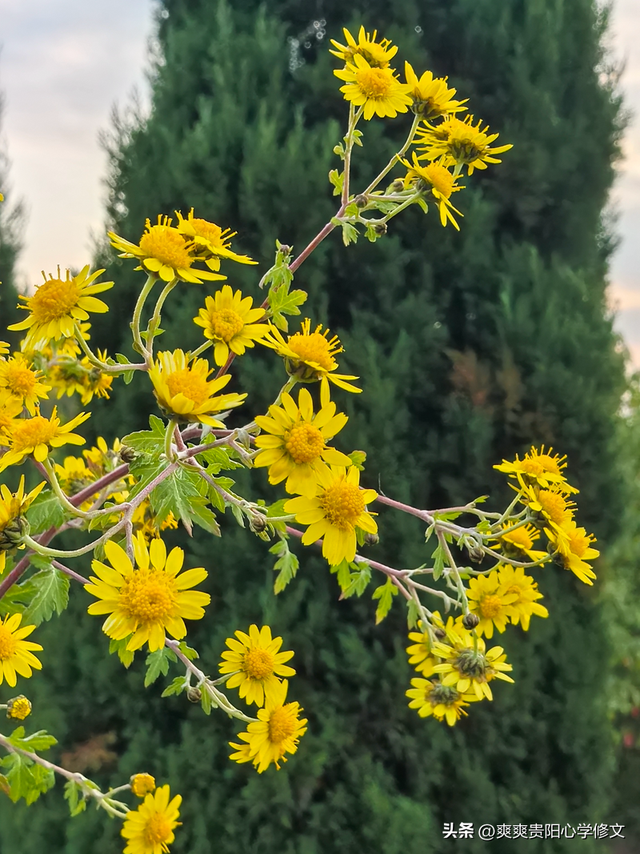 冬日里 修文县白虎山山体公园已换上五彩盛装