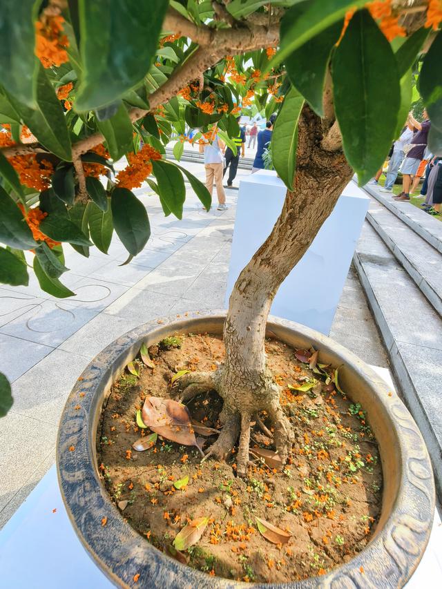 国庆中秋双至 桂香漫染姑苏