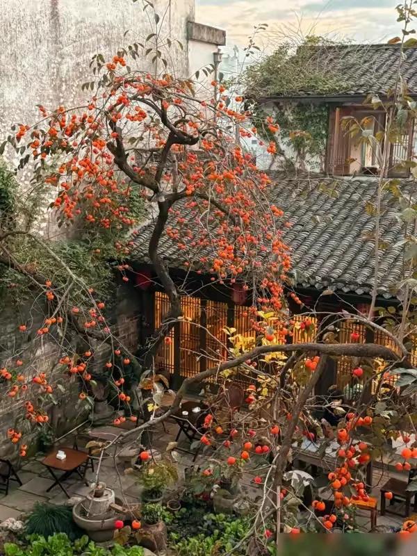 安徽一人家“老屋一棵柿子树”走红，真的很特别，飞趟徽州只为它