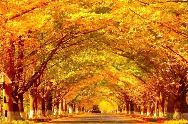 惠民又好玩！临沂36项文旅优惠+69项活动上线