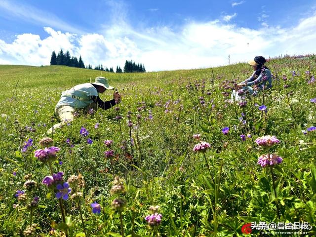 盛夏江布拉提：花海漫坡牛羊缀 清风邀客入画来