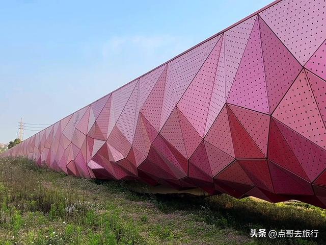 成都被严重低估的赏花地，最火的月见草花又回来了，太美了！